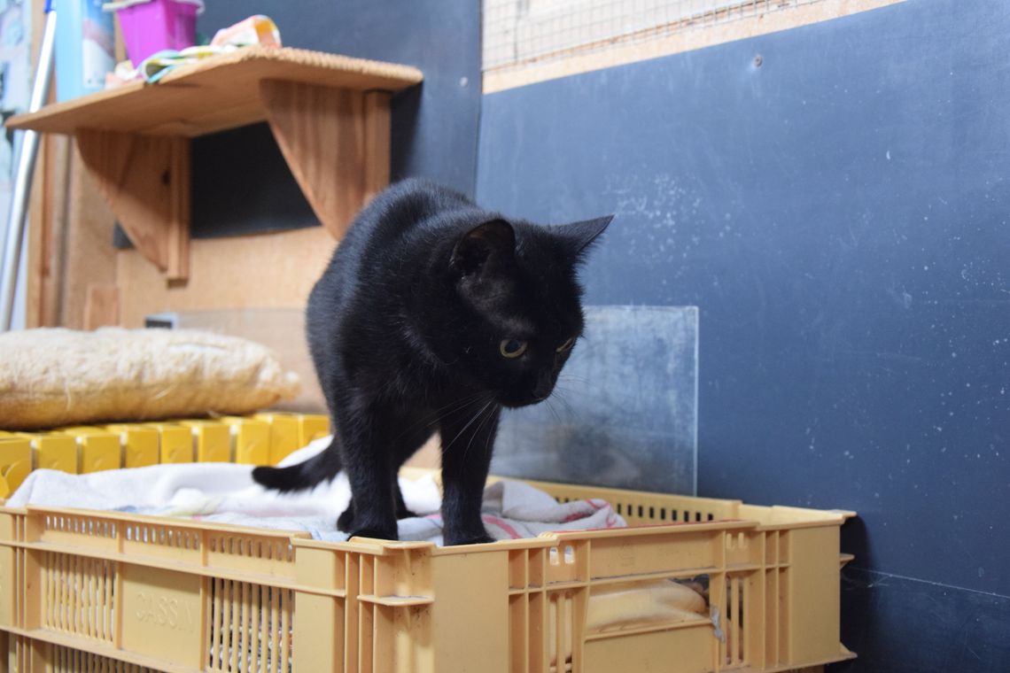 Chichi - 13 ans