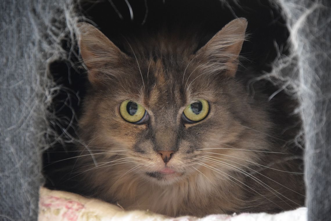 Kima - 24/01/15