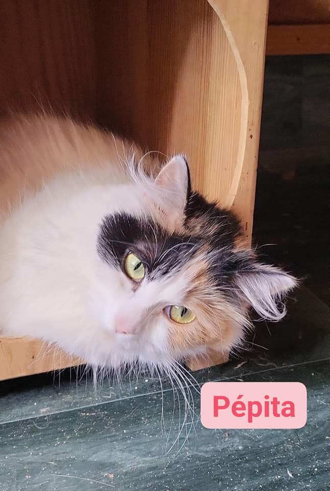Pépita - 1 ans et demi
