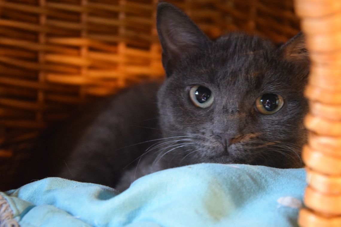 Myrtille - 7 mois