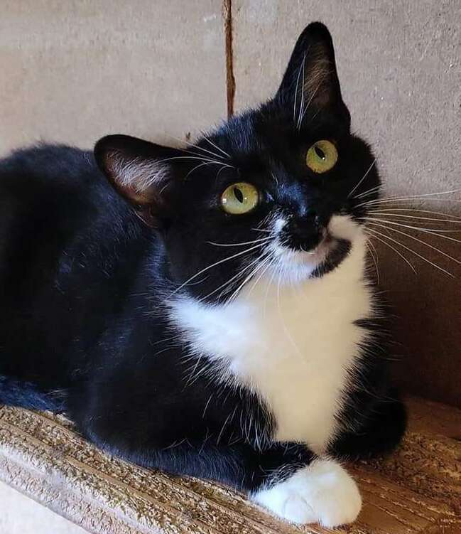 Socquette - 2 ans