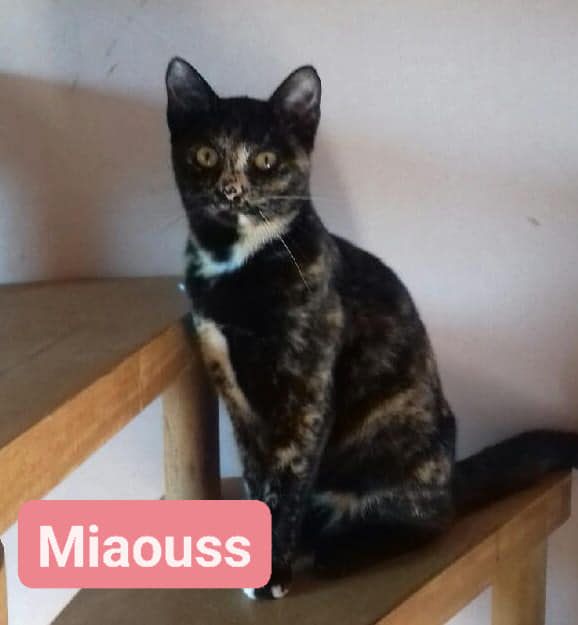Miaouss - 22/05/22