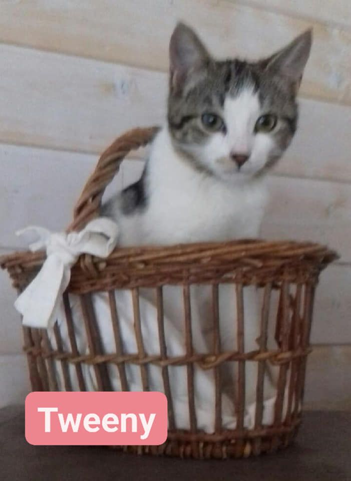 Tweeny - 22/08/22