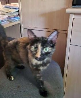 Brownie - 22/06/22