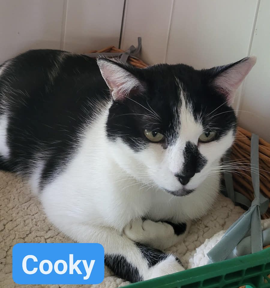 Cooky - 21/05/21
