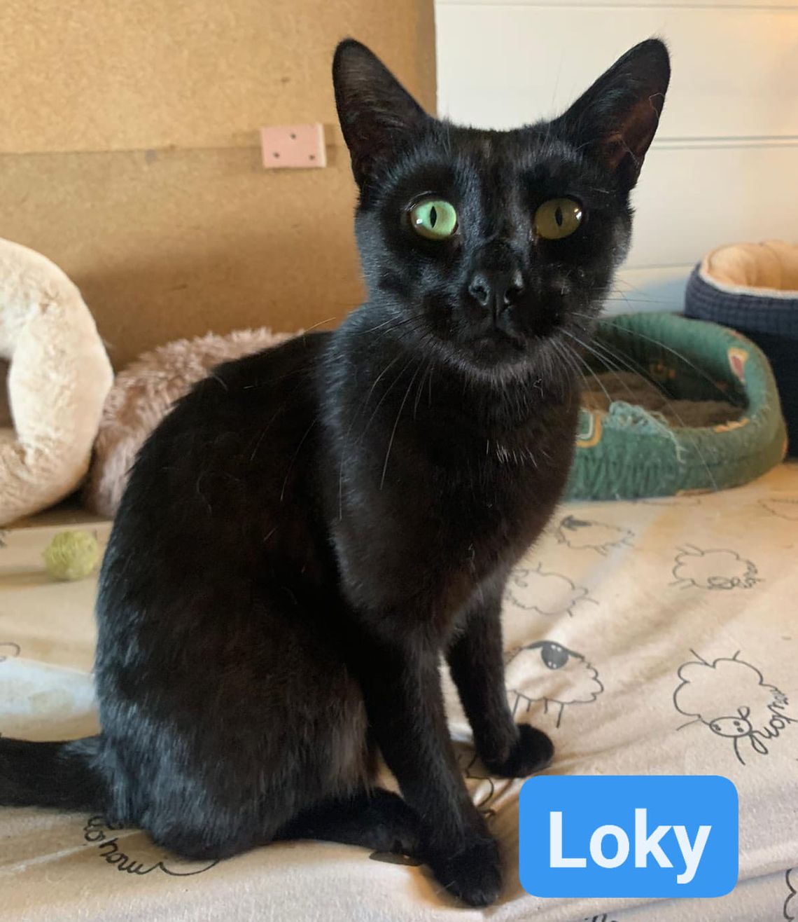 Loky - 21/08/21
