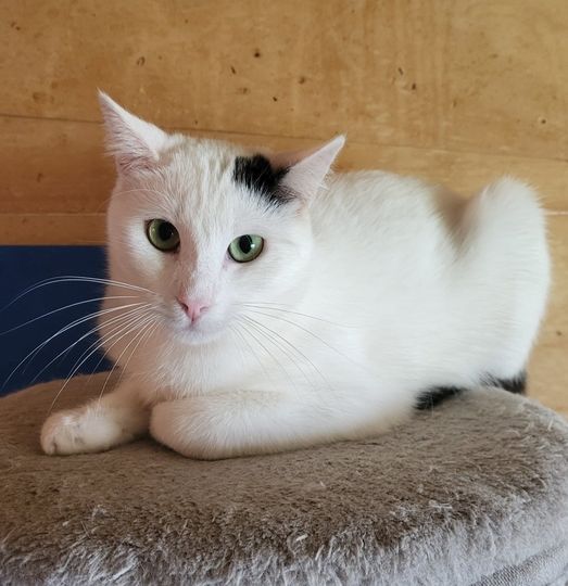 Domino - 22/06/22
