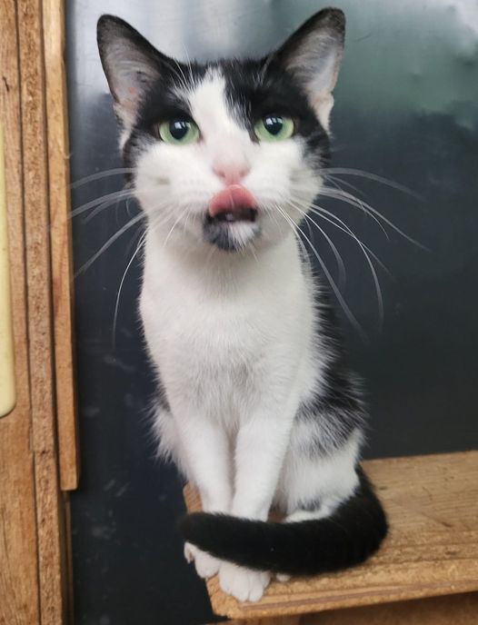 Kitty - 20/12/20