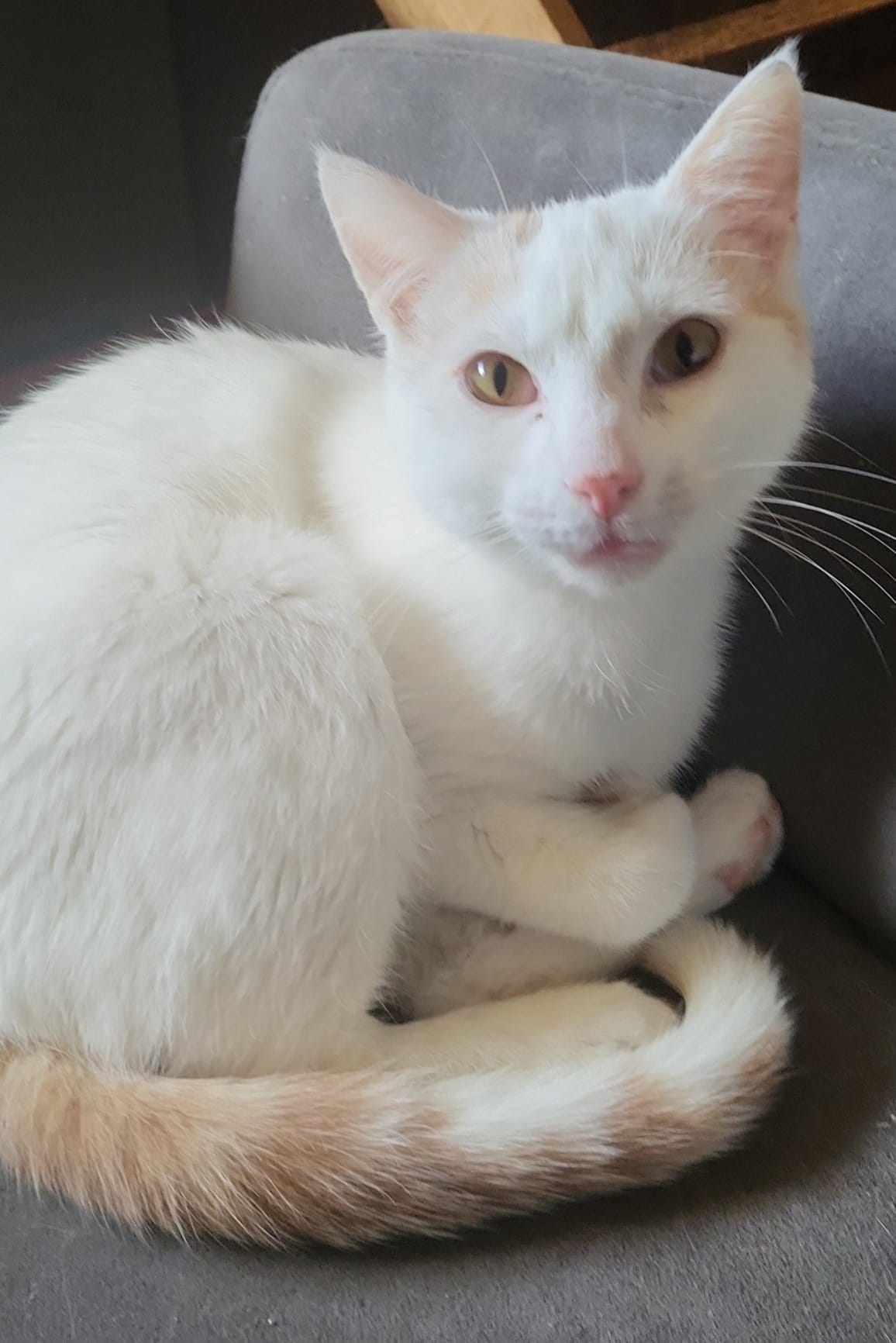 Nougat - 23/06/23