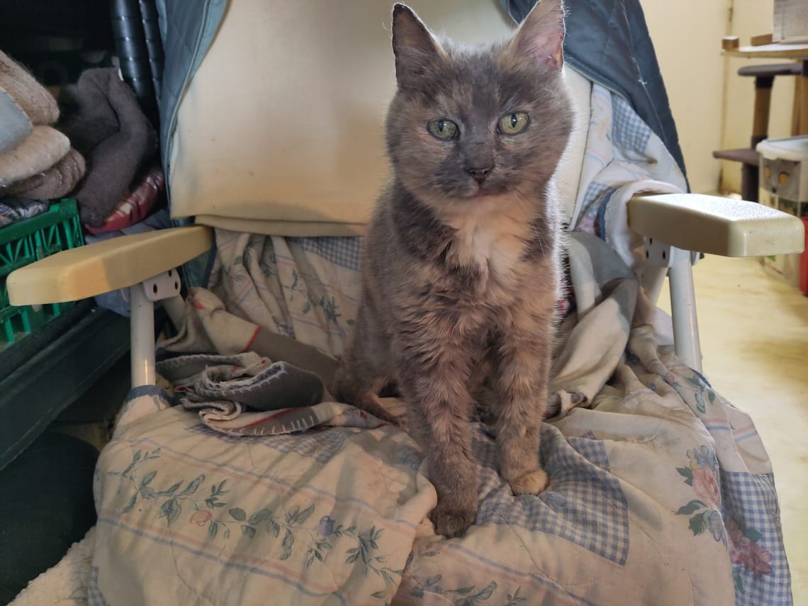 Cookie - 12/12/12