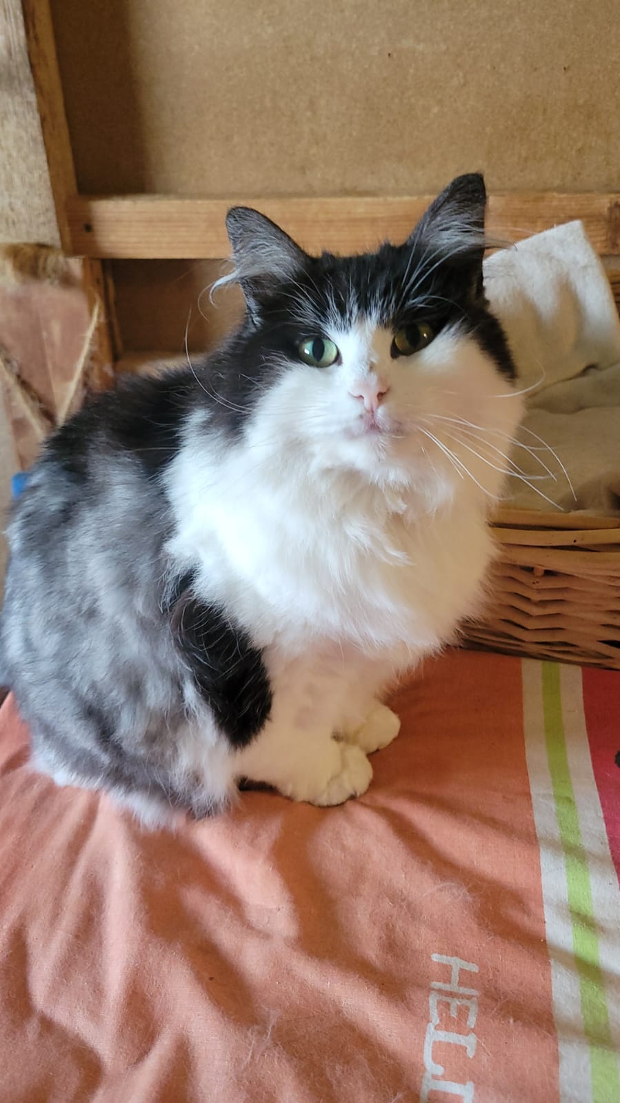 Fifi - 20/08/2020