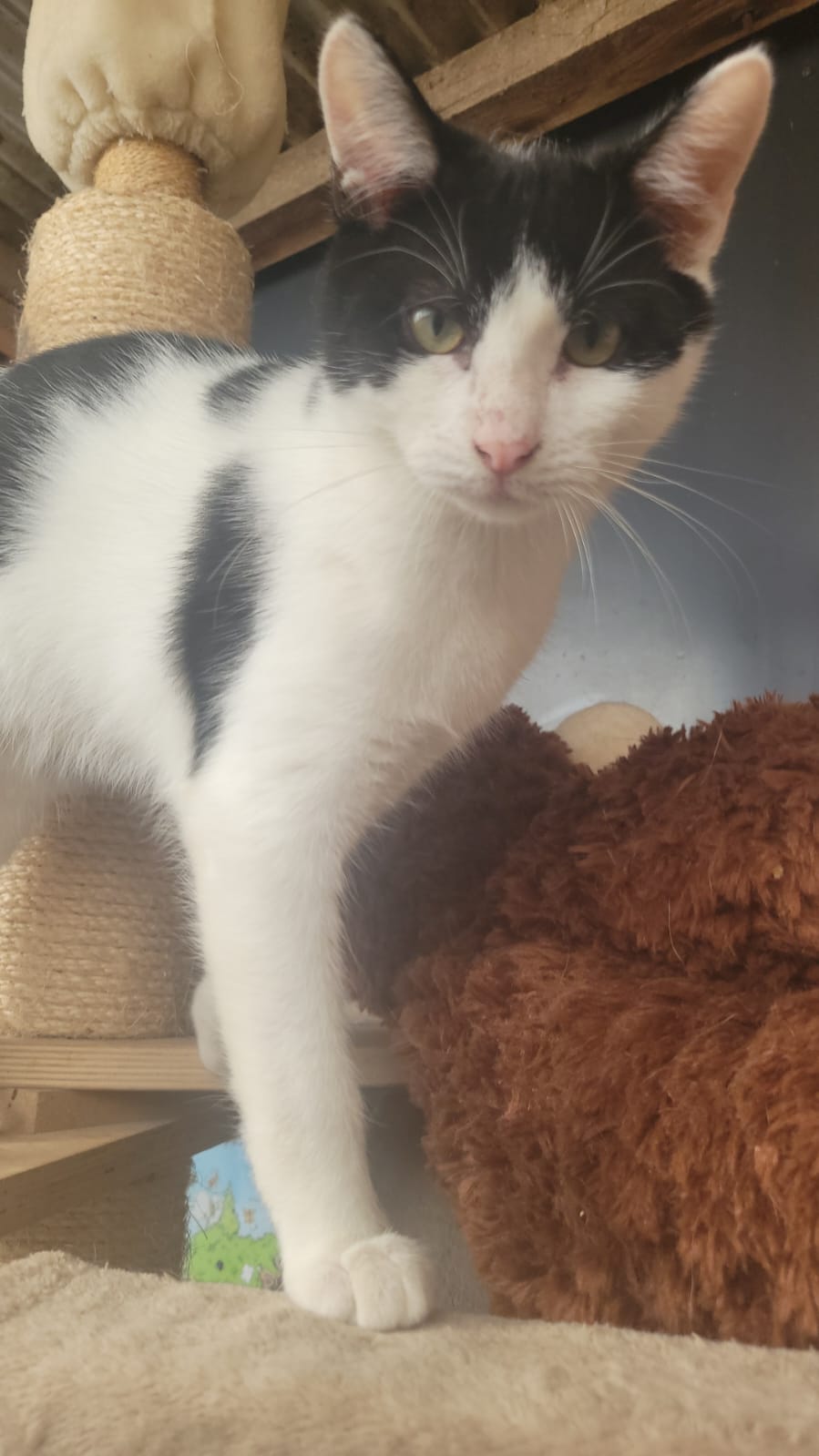 Catcow - 25/04/2025