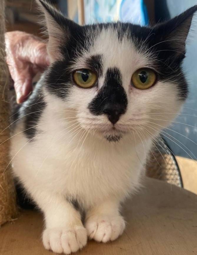 Nala - (25/06/25)