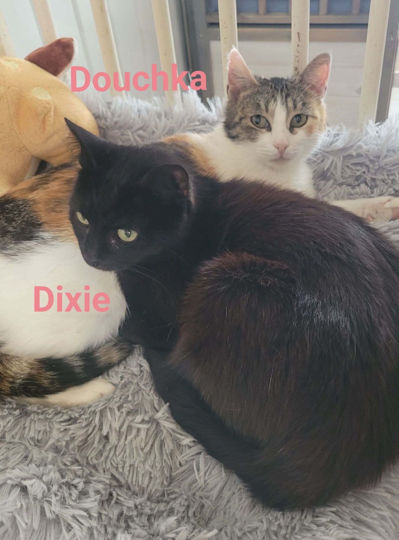 Douchka & Dixie - 🎂24/04/24 & 25/03/25🎂