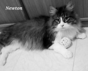 Newton - 2 ans