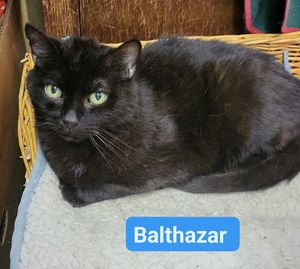 Balthazar - 2015