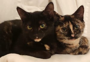 Music et Mélodie - 05/25/2025