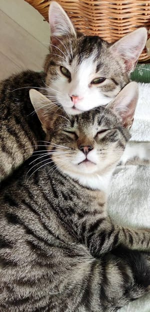 Swann & Sacha - 25/07/2025