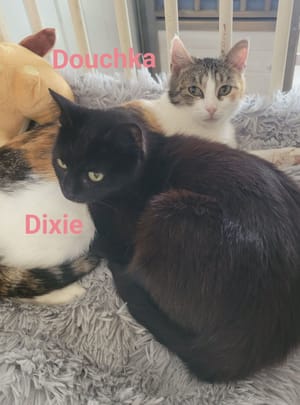 Douchka & Dixie - 🎂24/04/24 & 25/03/25🎂